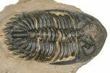 Detailed Hollardops Trilobite - Foum Zguid, Morocco #363116-1